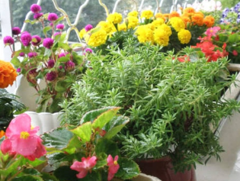 养什么花最赚钱