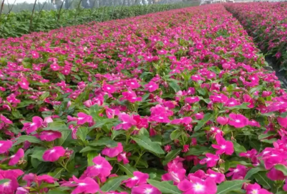 几月适合播种花种子