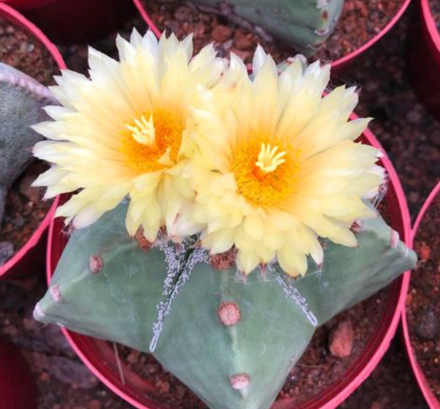 五角鸾凤玉开花期应注意什么