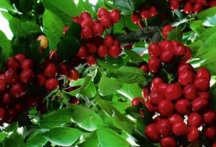 新品种果树苗大全