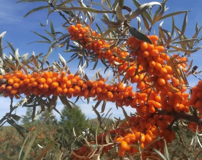 沙棘树种在院子里好吗