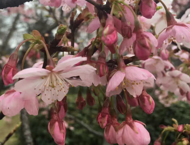 哪种樱花树品种最好