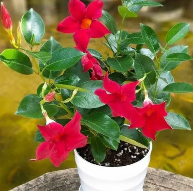 万里飘香藤一年开几次花