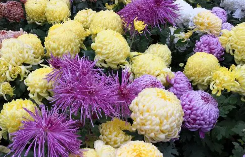 大小菊花有什么区别