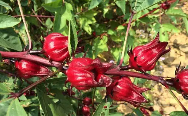 洛神花一年开几次花