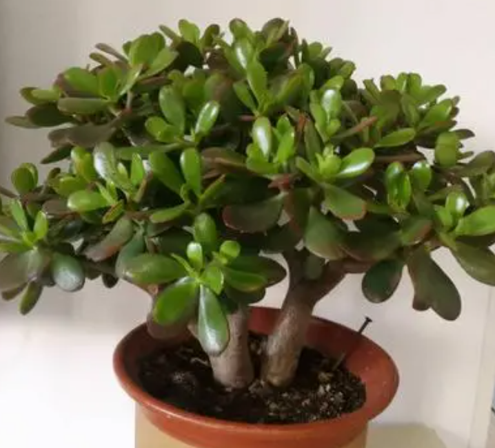 秋季玉树的养殖方法