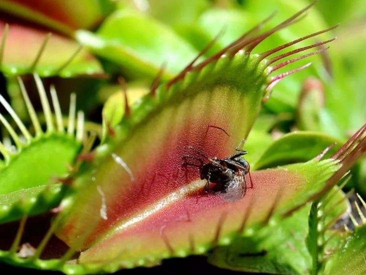 捕蝇草会开花吗