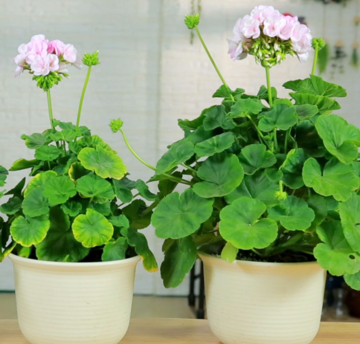 天竺葵用什么花盆种好