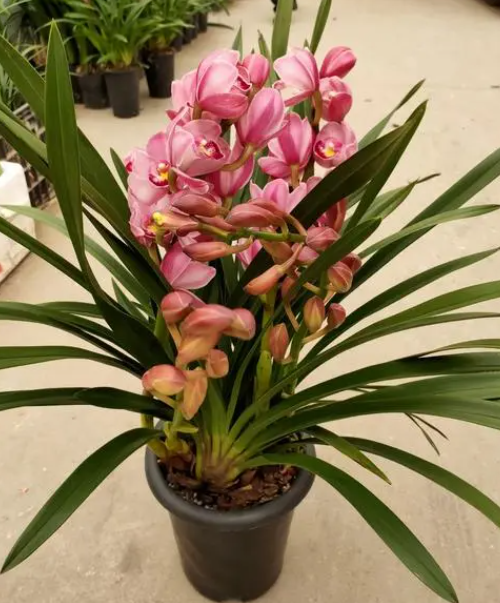 大花蕙兰催花方法