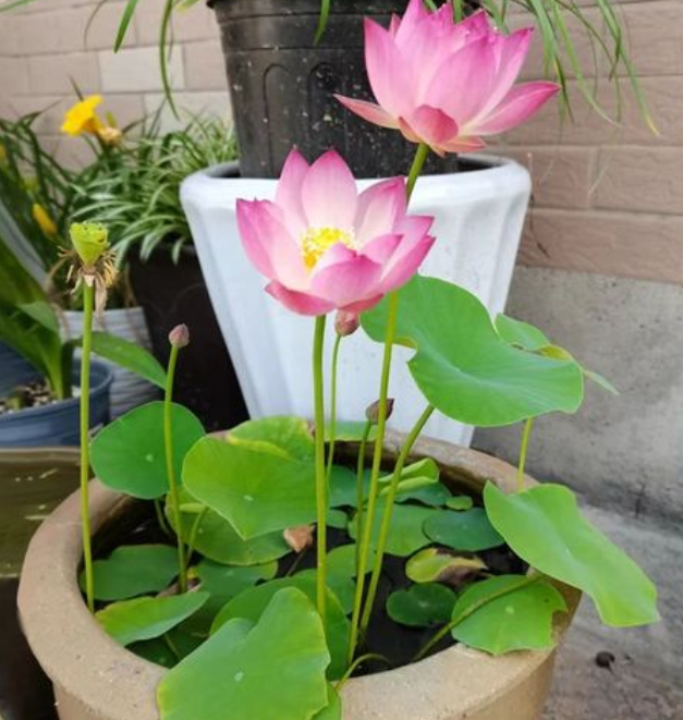 买回来的莲花怎么养