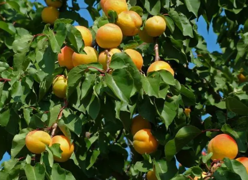 杏树适合什么地方种植