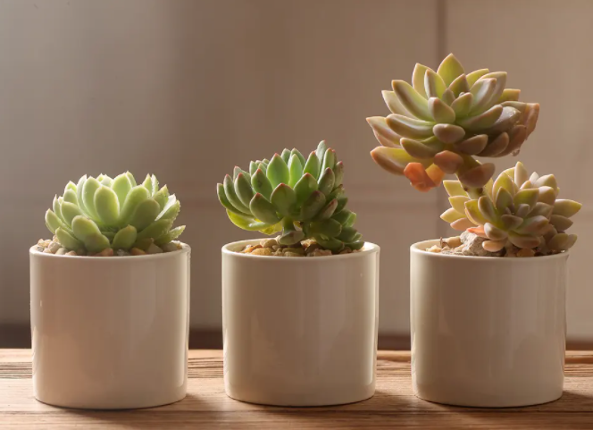 小花盆适合养什么植物