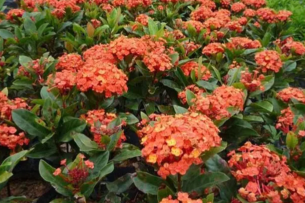 龙船花移栽注意事项