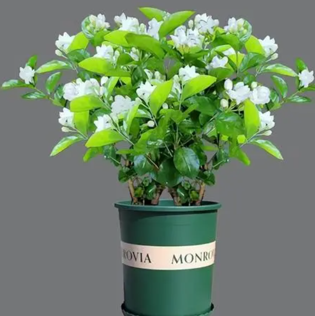 茉莉花秋天可以移栽吗