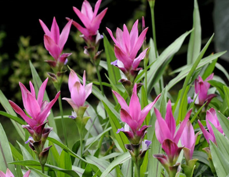 姜荷花能暴晒吗