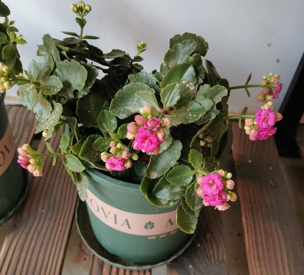 长生花不开花怎么办