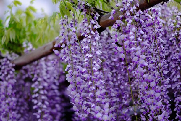 紫藤花的风水禁忌
