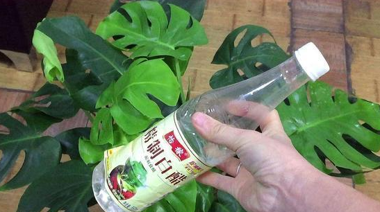 水加醋浇花有用吗