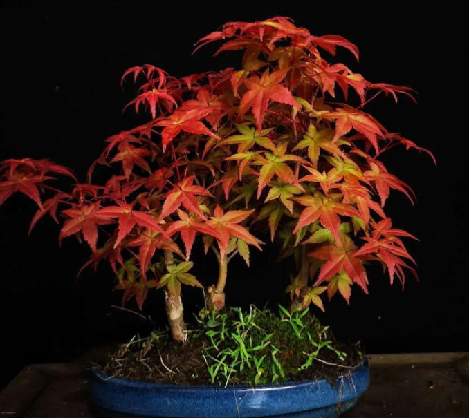 枫树适合室内养吗