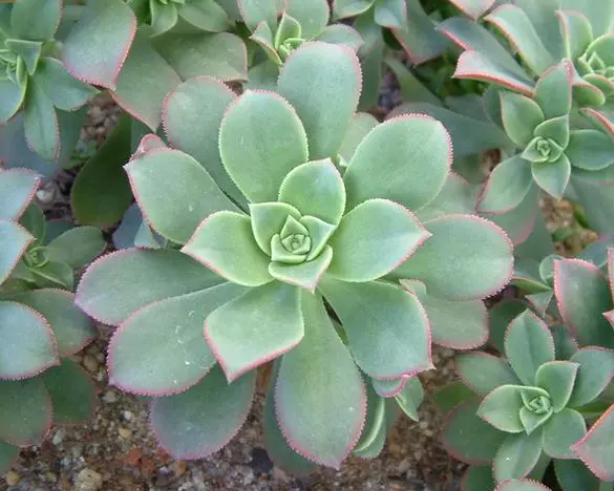 红缘莲花掌的养殖方法