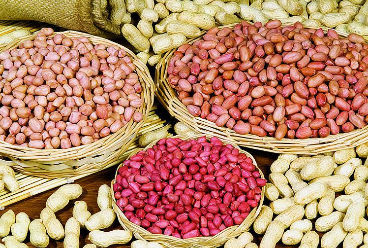 最新花生品种有什么品种