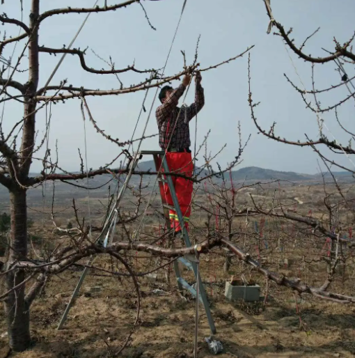 立秋后樱桃树咋修剪