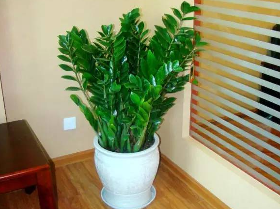 给金钱树浇水能放点醋吗