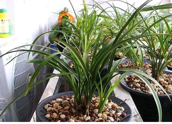 促兰花开花施什么肥