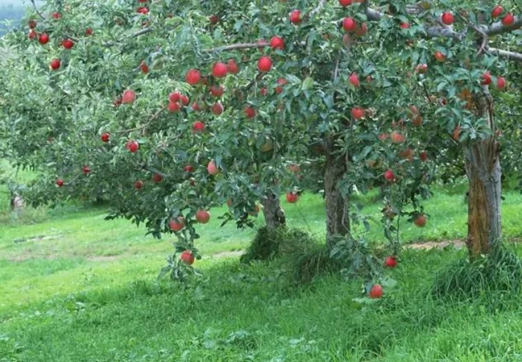 苹果树生长环境要求