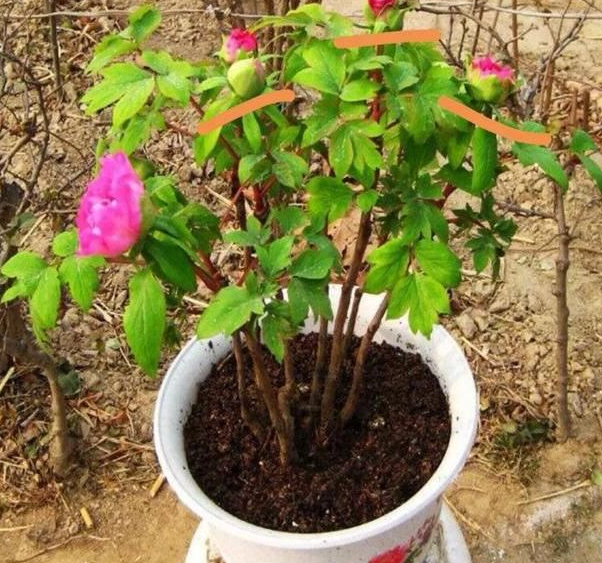 牡丹花移栽方法