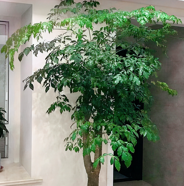 在室内怎样养富贵树