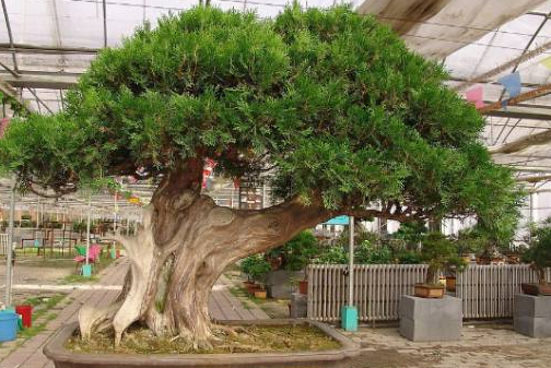 柏树浇水的方法和注意事项