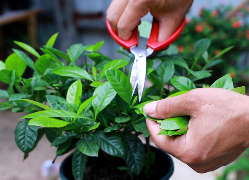 栀子花需要修剪吗怎么修剪