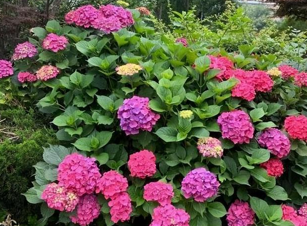 适合南方庭院种植的花卉有哪些