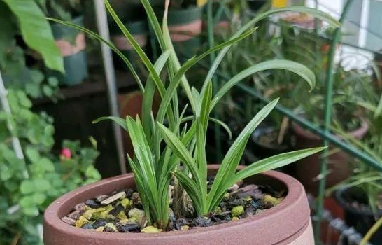 为什么兰花不开花呢