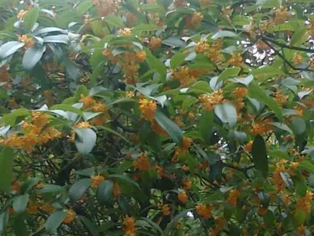 怎样栽培桂花树