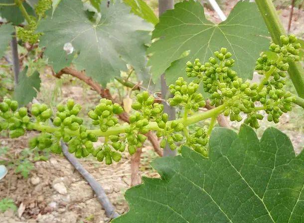 葡萄疏花疏果技巧