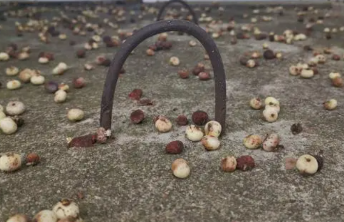 榕树籽拿来种植会发芽吗