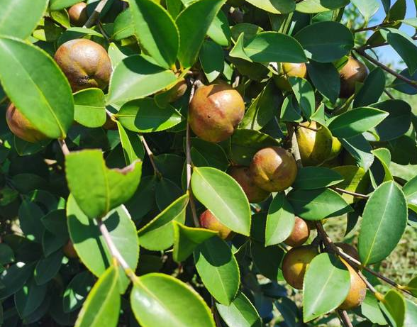 茶油树南方种什么品种