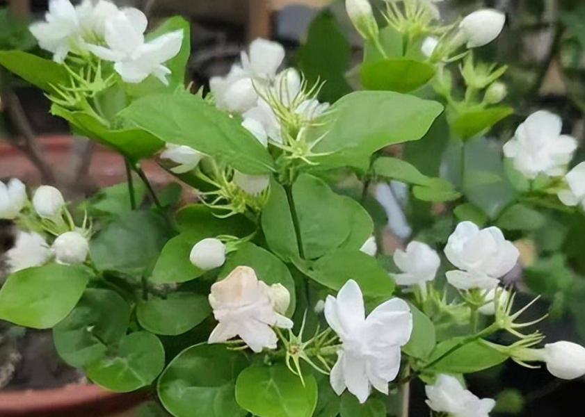 茉莉花适合生长的环境