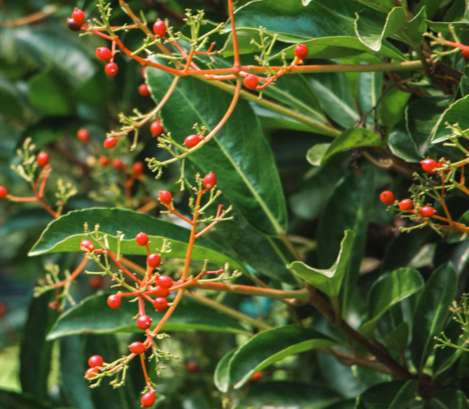 珊瑚树喜阴还是喜阳