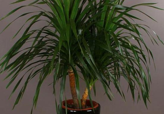 龙血树几月合适换盆