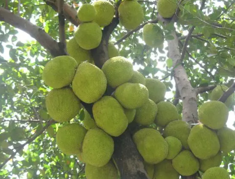 菠萝蜜树生长适宜的温度范围