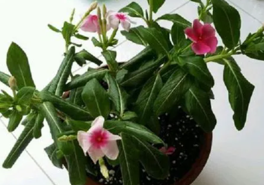 长春花晒太阳叶子就发卷