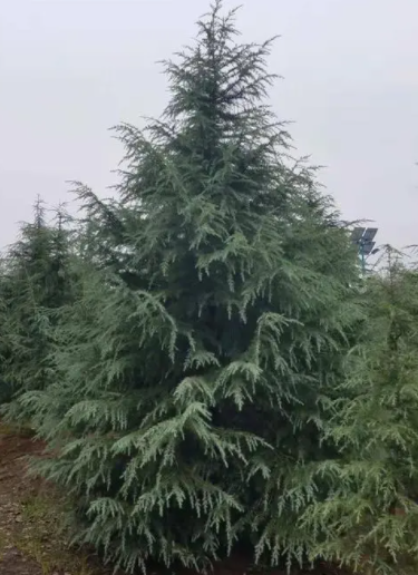 农村大门两侧种雪松树好不好