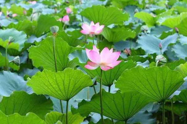 荷花季节开花的时间