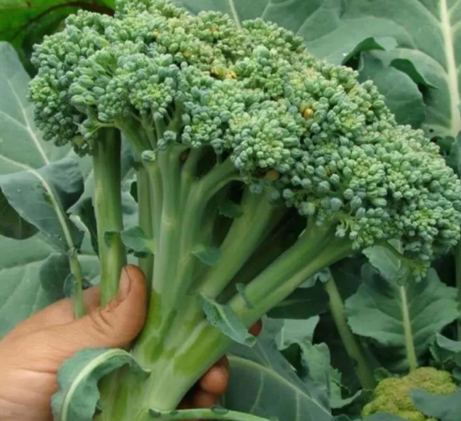 西兰花可以自己留种子吗