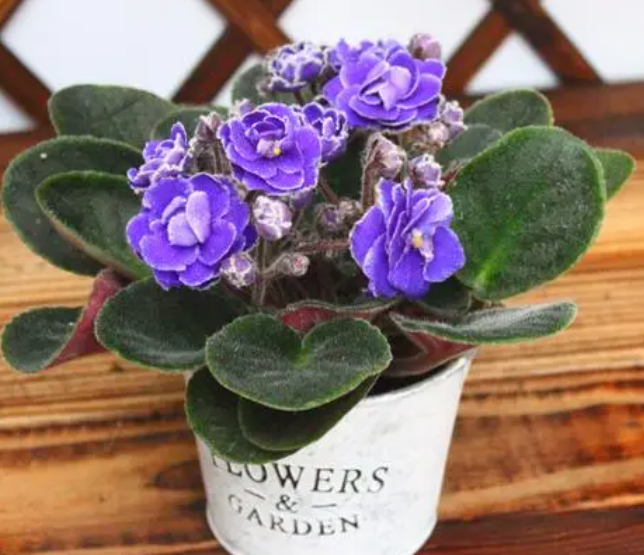 紫罗兰盆栽花有几种