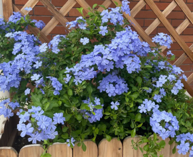 蓝雪花冬季修剪还是开春修剪