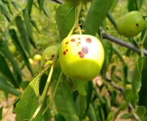 枣树常见病虫害